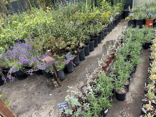 C & S Nursery by null