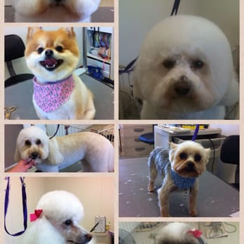 The Dirty Dog - Pet Groomers Near Me - Little Elm, Texas