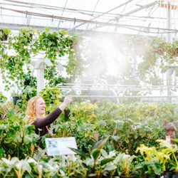 Dutch Growers