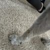 Rolling Hills Pet Hospital gift card