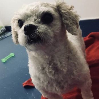 Pacific Pet Transport - Pet Transportation Near Me - Cape Coral, Florida Pacific Pet Transport - Pet Transportation Near Me - Cape Coral, Florida