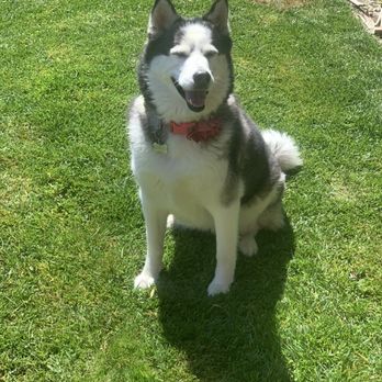 Mobile Pet Grooming Spa - Pet Groomers Near Me Mobile Pet Grooming Spa - Pet Groomers Near Me