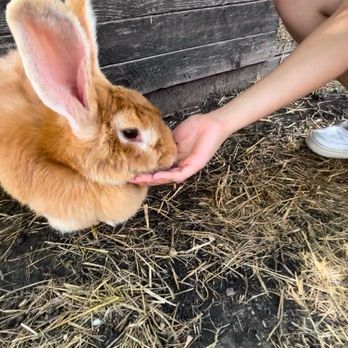 Huddin Homestead Fun Farm - Rabbit - Attraction Farms Near Me - Rockwall, Texas