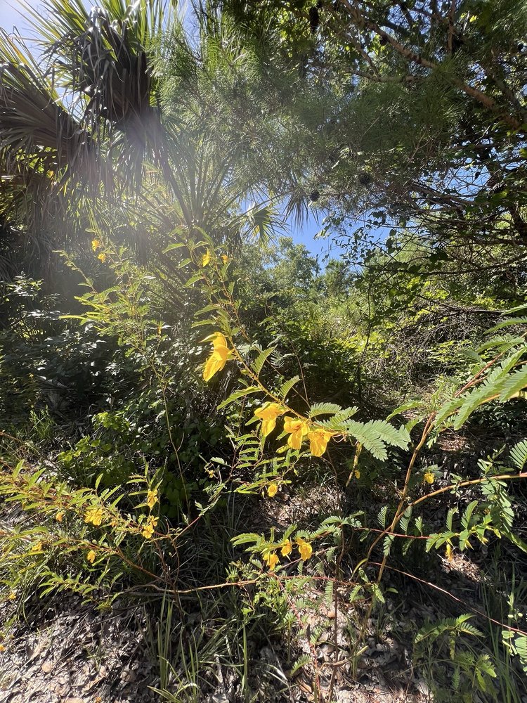 AIS Trail Park Image