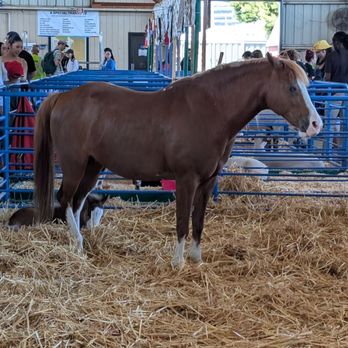 San Mateo County Fair - Festivals Near Me - San Mateo, California
