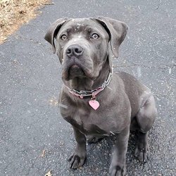 In Command Dog Training - Cane Corso looking up at the falling snow