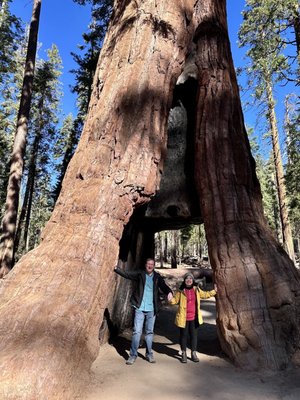Mariposa Grove by null