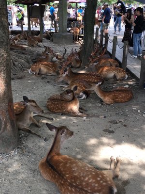 Todai-ji Museum by null