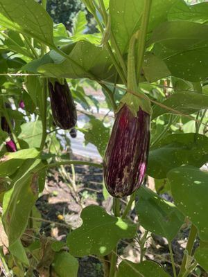 Germantown Kitchen Garden Farm Stand and Plant Nursery by null