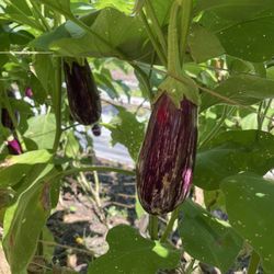 Germantown Kitchen Garden