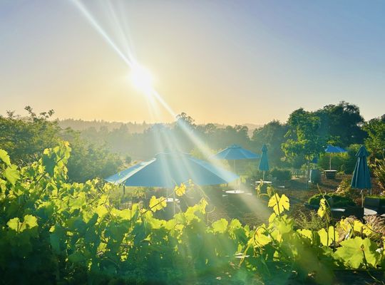 Russian River Vineyards by null