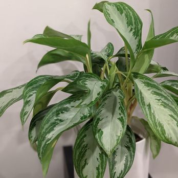 Ivy May - Home Decor Near Me - San Marcos, California
