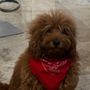 Pleasant Grooming of Armonk