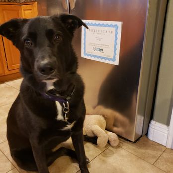 IQ K9 Training - Ta'ku graduation certificate .... on the fridge where she can see it  3 - Pet Training Near Me - Valley Center, California