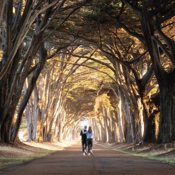 Cypress Tree Tunnel - Parks Near Me - Inverness, California Cypress Tree Tunnel - Parks Near Me - Inverness, California