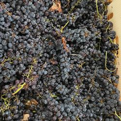 Prospero Winery & Grapes - More raisin's