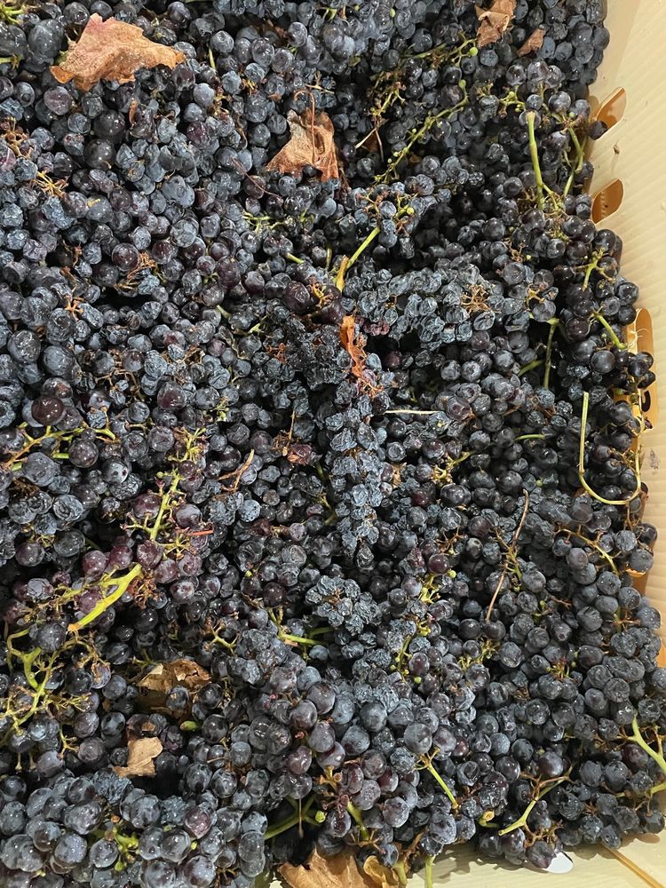 PROSPERO WINERY & GRAPES Updated September 2024 11 Photos 123