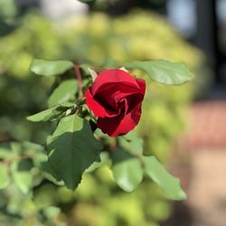 Westwood Gardens - Another example of roses from a quality Nursery !