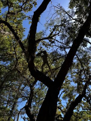 Port St. Lucie Botanical Gardens by null