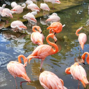 Gatorland - Zoos Near Me - Orlando, Florida Gatorland - Zoos Near Me - Orlando, Florida
