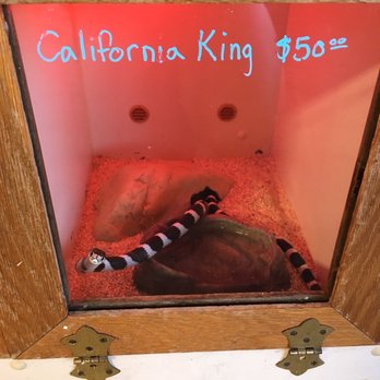 Reptiles Reptropolis - The moment I fell in love! - Reptile Shops Near Me - Capistrano Beach, California