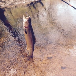Peppertree Camping - 14 1/2" trout