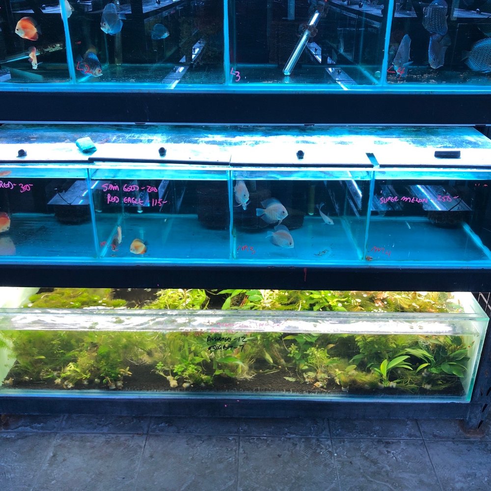 Fin Gallery - Local Fish Stores Near Me - Calgary, Alberta