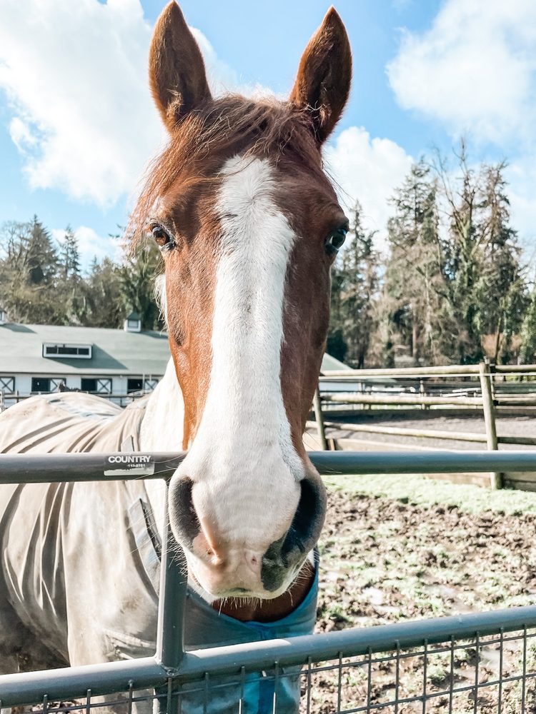 Lake Oswego Hunt Club - equestrian in Lake Oswego, OR