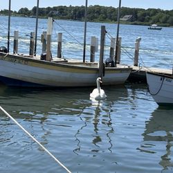 Silly Lily Fishing Station - Swan floating near the rental boats