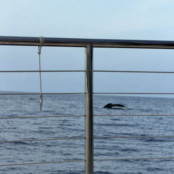 Sea Paradise - Humpback whale - Boating Near Me - Kailua Kona, Hawaii Sea Paradise - Humpback whale - Boating Near Me - Kailua Kona, Hawaii