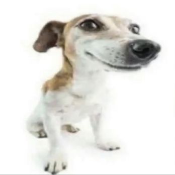 PetSmart - dog - Pet Groomers Near Me - East Brunswick, New Jersey