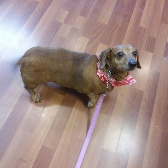 Agape Dog Grooming - Pet Groomers Near Me - Moreno Valley, California Agape Dog Grooming - Pet Groomers Near Me - Moreno Valley, California