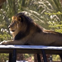 Wise Lion Driving School - Brilliance and Confidence for the Road