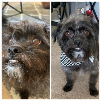 Petstylist Vanessa Padron - Handsome Frank! - Pet Groomers Near Me - Oakland, California