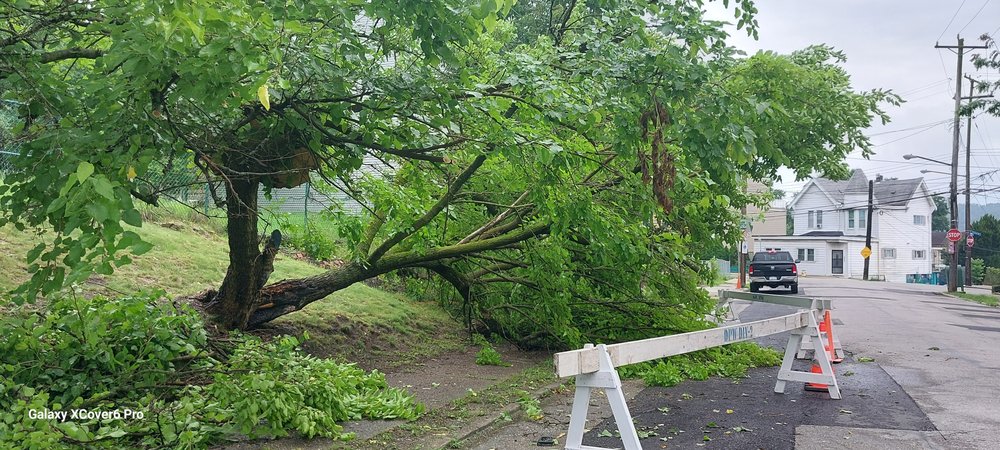 Thiry Tree Service - tree service in Pittsburgh, PA