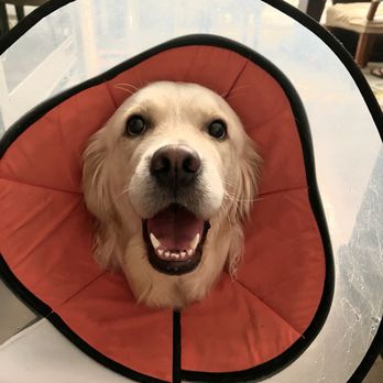 Four Paws Veterinary Center - Linabelle in the Cone of Shame - Veterinarians Near Me - Dublin, California