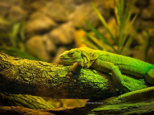 Houston Zoo by null