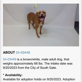 Southeast Area Animal Control Authority - . - Animal Shelters Near Me - Downey, California Southeast Area Animal Control Authority - . - Animal Shelters Near Me - Downey, California