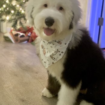 Pet Strands Grooming - Groomed Sheepadoodle Pup - Pet Groomers Near Me - Orange, California
