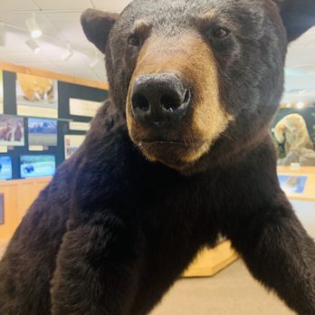 North American Bear Center - Zoos Near Me - Ely, Minnesota North American Bear Center - Zoos Near Me - Ely, Minnesota