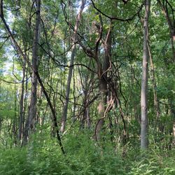 Dr. T K Lawless Park - Love the scenery here.