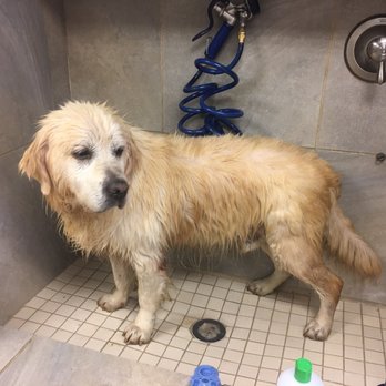 Dog Wash - Pet Groomers Near Me - Arlington, Texas Dog Wash - Pet Groomers Near Me - Arlington, Texas