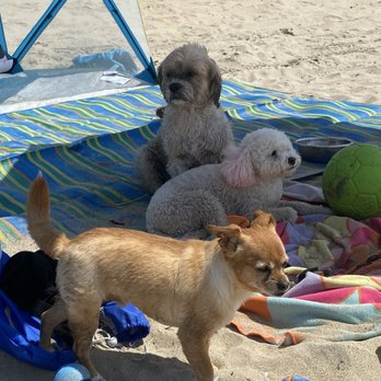 Ark Veterinary Care - Gizmo, Bella, and Tiko! - Emergency Pet Hospital Near Me - San Jose, California Ark Veterinary Care - Gizmo, Bella, and Tiko! - Emergency Pet Hospital Near Me - San Jose, California