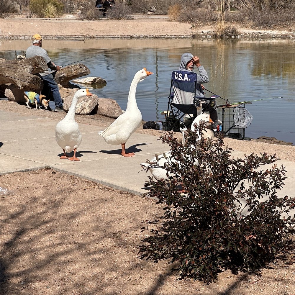 Tingley Beach - Beaches Near Me - Albuquerque, New Mexico Tingley Beach - Beaches Near Me - Albuquerque, New Mexico