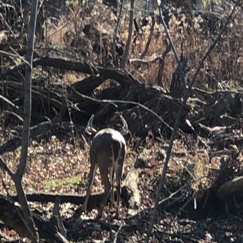 The Grove Redfield Estate - Deer seen while walking on the trails - Venues & Event Spaces Near Me - Glenview, Illinois The Grove Redfield Estate - Deer seen while walking on the trails - Venues & Event Spaces Near Me - Glenview, Illinois