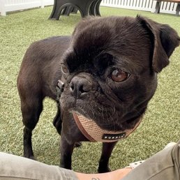 Opal the pug
