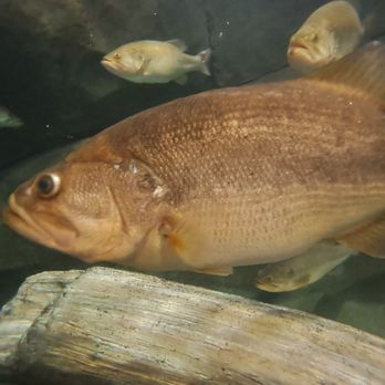 Bass Pro Shops - Fish - Guns & Ammo Near Me - Rocklin, California