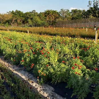 Ananda Farm - Flowers - Attraction Farms Near Me - Terra Ceia, Florida