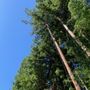 Photo of Pacific Mountain Tree Service