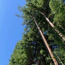 Pacific Mountain Tree Service - Preparing to remove Redwood